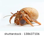 Hermit Crab from Caribbean Sea isolated on white background