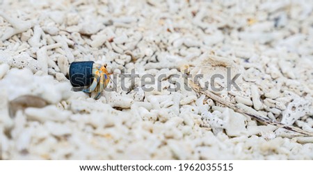 Hermit crab carrying a plastic bottle cap. Concept of the problem of ocean pollution caused by plastic waste.