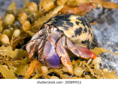 Hermit Crab close up on rocky shoreline/Hermit Crab/Hermit Crab (coenobite clypeatus) - Powered by Shutterstock