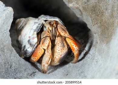 Hermit Crab close up on rocky shoreline/Hermit Crab/Hermit Crab (coenobite clypeatus) - Powered by Shutterstock