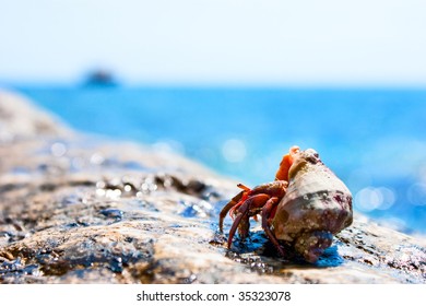 Hermit crab coming out from it's hell with ocean in the background - Powered by Shutterstock