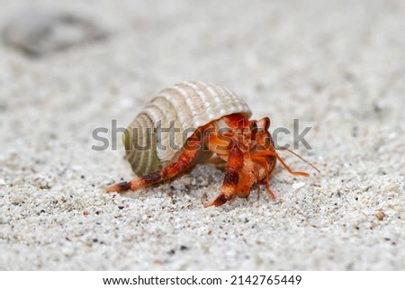 Hermit Crab, Common Name in Indonesia is Kelomang