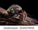 hermit crab crawling on wood, Coenobita clypeatus