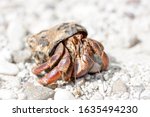 Hermit crab in detail on white sand on the beach
