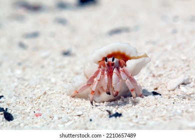 Hermit Crab Looks Out Of The Shell And Crawls Away . Marine Arthropods In The Wild.