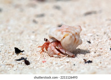 Hermit Crab Looks Out Of The Shell And Crawls Away . Marine Arthropods In The Wild.