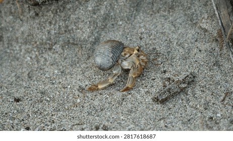 Hermit crab moving across the sandy beach, carrying its shell home. A symbol of coastal biodiversity and adaptation