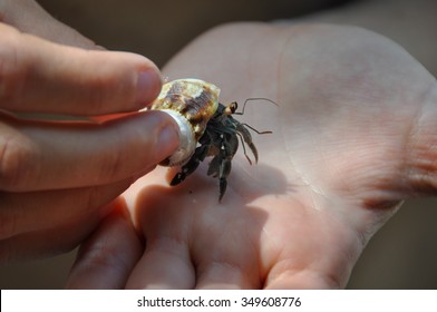 Hermit Crab, Nicoya Peninsula, Costa Rica.