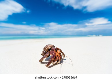 Hermit Crab On The Beach