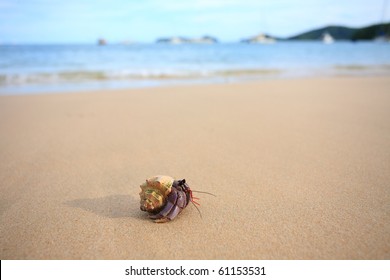 Hermit Crab On The Beach