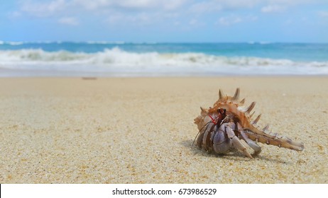 Hermit Crab On The Beach