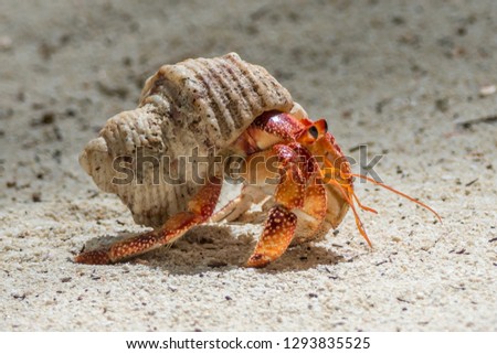 Hermit Crab on the beach at Denis Island, Seychelles.