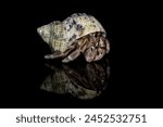 hermit crab on black background with shadow reflection, Coenobita clypeatus