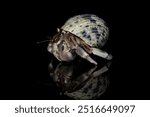 hermit crab on black background with shadow reflection, Coenobita clypeatus, animal closeup