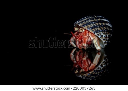 hermit crab on black background with shadow reflection, Coenobita clypeatus, animal closeup