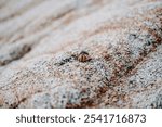 Hermit Crab on Rocky Beach in Cabo San Lucas, Mexico - Coastal Wildlife Close-Up