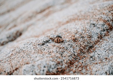 Hermit Crab on Rocky Beach in Cabo San Lucas, Mexico - Coastal Wildlife Close-Up - Powered by Shutterstock