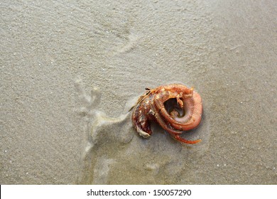 Hermit crab on sand beach.  - Shutterstock ID 150057290