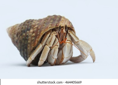 Hermit Crab On White Background Stock Photo 464405669 | Shutterstock