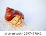 Hermit crab on white sand beach with copy space great for ad