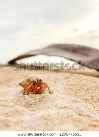 hermit crab on white sand beach
