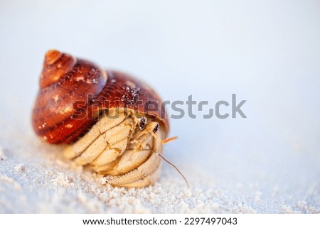 Hermit crab on white sand beach with copy space great for ad
