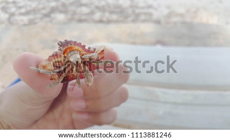Hermit crab on woman's hand.