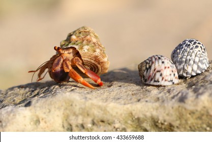 Hermit crab and other two shells