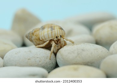 A hermit crab (Paguroidea sp) is walking slowly on the white rocks. - Powered by Shutterstock