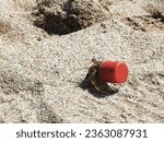 Hermit crab with a plastic cover as protection showing the high pollution of beaches and oceans.