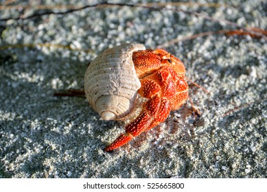 Hermit Crab Polynesia Stock Photo 525665800 | Shutterstock