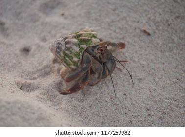 Hermit crab in the sand, habitat Xcacel
