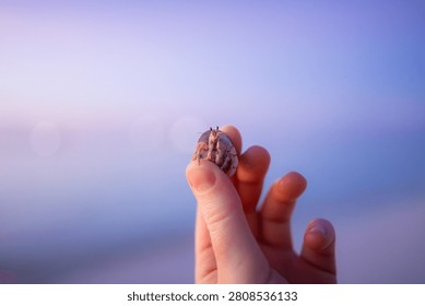 Hermit crab in a shell held gently between fingers with soft blue background on Maamigili Island, Maldives.