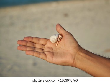 hermit crab with a shell held in the hand