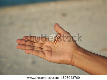hermit crab with a shell held in the hand