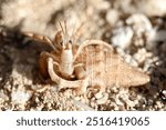 Hermit crab in its shell on the beach