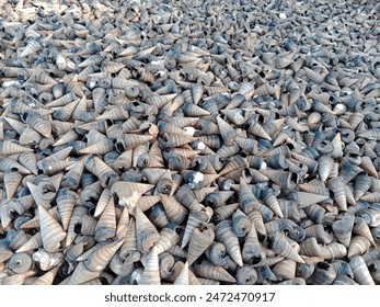 hermit crab shells in the sea - Powered by Shutterstock