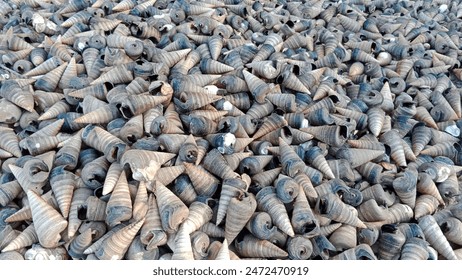 hermit crab shells in the sea - Powered by Shutterstock