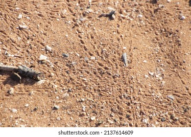 Hermit Crab Tracks  Near The Mangroves At Cossack, Western Australia.