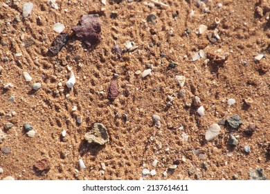 Hermit Crab Tracks  Near The Mangroves At Cossack, Western Australia.