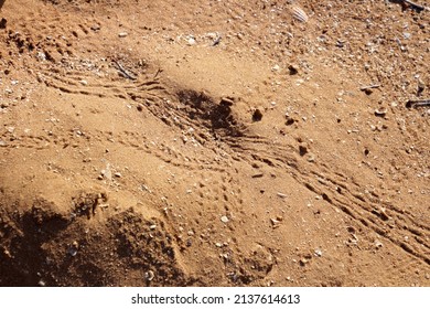 Hermit Crab Tracks  Near The Mangroves At Cossack, Western Australia.