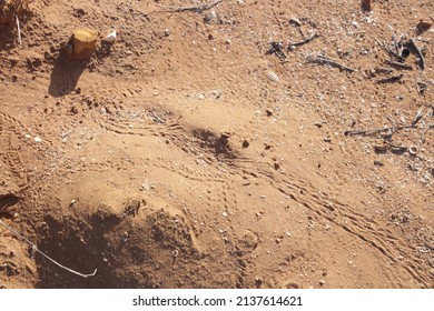 Hermit Crab Tracks  Near The Mangroves At Cossack, Western Australia.