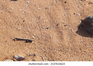 Hermit Crab Tracks  Near The Mangroves At Cossack, Western Australia.