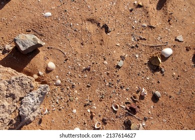 Hermit Crab Tracks  Near The Mangroves At Cossack, Western Australia.