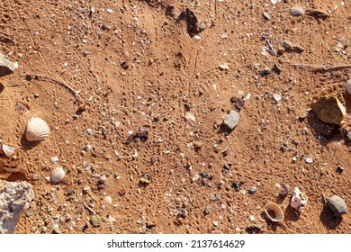 Hermit Crab Tracks  Near The Mangroves At Cossack, Western Australia.