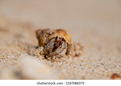 Hermit Crab Tropical Beach Ginowan Okinawa Stock Photo Shutterstock