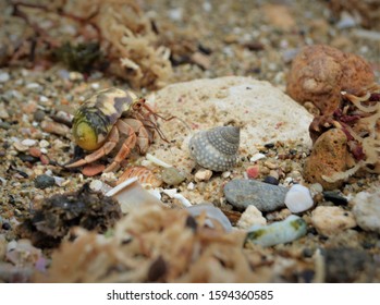 Hermit Crab walking along shells