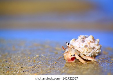 Hermit Crab Walking On Beach