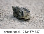 hermit crab walking on sand, Coenobita clypeatus