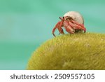 A hermit crab is walking slowly on a rock covered with seaweed. This animal whose habitat is on the edge of a sandy beach has the scientific name Paguroidea sp.